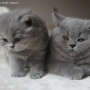koty-brytyjskie-Ontario i Maclarenek - British Longhair cats