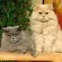koty-brytyjskie-Ontario i Ohio kocurek długowłosy- British Longhair cats- kwiecien-2013