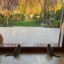 kot brytyjski niebieski- w nowym domu Oreo i Mama Elegance