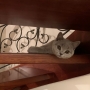 kot brytyjski niebieski- w nowym domu Oreo i Mama Elegance