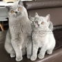 kot brytyjski niebieski- Oreo i Ciocia Ricia