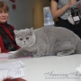 foto-Irina-Bukhareva- marzec-2013-Ascana-2x-nom-bis-koty-brytyjskie-paradis-amazing-aisha