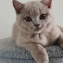 koty brytyjskie liliowe- PARIS - 3 m-ce