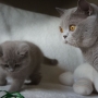 koty brytyjskie liliowe- PARIS 8 tygodni