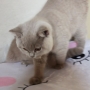 koty brytyjskie liliowe- PARIS - 3 m-ce