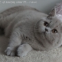Koty Brytyjskie - Parisienne Amazing aisha*PL