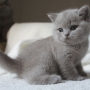 koty brytyjskie liliowe- Penelope