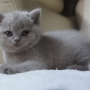 koty brytyjskie liliowe- Penelope