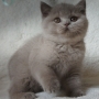 koty brytyjskie liliowe- Penelope - 8,5 tygodnia