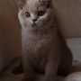 koty brytyjskie liliowe- Penelope 4, 5 m-ca