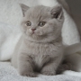 koty brytyjskie liliowe- PIERROT