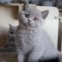 koty brytyjskie liliowe- PIERROT - 8,5 tygodni
