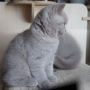 koty brytyjskie liliowe- PIERROT - 8,5 tygodni