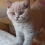 koty brytyjskie liliowe- PIERROT - 11 tygodni