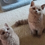 koty brytyjskie liliowe- PIERROT 3,5 m-ca