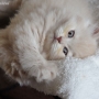 hodowla kotów brytyjskich- Ronaldo- amazing-aisha