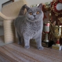 hodowla kotów brytyjskich- Samanta JOHNNY 8 m-cy