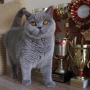 hodowla kotów brytyjskich- Samanta JOHNNY- 8 m-cy