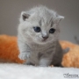 -koty-brytyjskie- kotka niebieska - Tarra of Amazing Aisha*PL