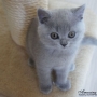 -koty-brytyjskie- kotka niebieska - Tarra of Amazing Aisha*PL
