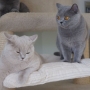 koty brytyjskie- - liliowa - Tenerife i Mamcia Mecedes