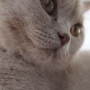 08-2013-koty-brytyjskie-tennessee-kot liliowy- fotki z Nowego Domu