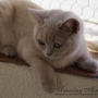 08-2013-jpg-1-koty-brytyjskie-tennessee-kot liliowy- fotki z Nowego Domu