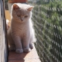 08-2013-jpg-9-koty-brytyjskie-tennessee-kot liliowy-otki z Nowego Domu
