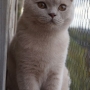 koty-brytyjskie-Tennessee - fotki z Nowego Domu - mam 5 miesięcy