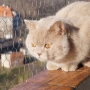 koty-brytyjskie-Tennessee - fotki z Nowego Domu -