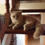 04-10-2013 -kot liliowy- Torannce w nowym domku
