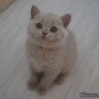 -koty-brytyjskie--kot liliowy-torrance-amazing-aisha