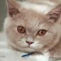 -koty-brytyjskie-kot liliowy- torrance-amazing-aisha