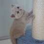 koty-brytyjskie--kot liliowy-torrance-amazing-aisha