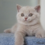 -koty-brytyjskie--kot liliowy-torrance-amazing-aisha