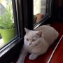 28-09-2013 -kot liliowy- Torannce w nowym domku