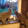 koty brytyjskie - Unio w nowym domu