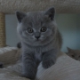 -koty-brytyjskie- rasowe- niebieski Very-lucky-amazing-aisha