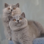 -koty-brytyjskie- rasowe- Vinienne i Very Lucky amazing-aisha