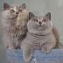 -koty-brytyjskie- rasowe- Vinienne i Very Lucky amazing-aisha