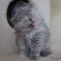 koty-brytyjskie-rasowe -kotka długowłosa Vivienne -amazing-aisha