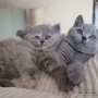 koty-brytyjskie-rasowe -kotka długowłosa Vivienne -amazing-aisha