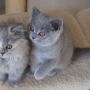 koty-brytyjskie- rasowe- rodzeństwo Vinienne i Very Lucky -aisha
