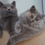 koty-brytyjskie- rasowe- długowłosa Vinienne i krótkowłosa Fifii
