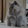 kotka długowłosa Vivienne - mam 3 miesiące