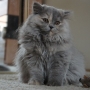 kotka długowłosa Vivienne - mam 3 miesiące