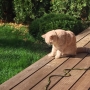 kot brytyjski kremowy- Westmister - w nowym domu