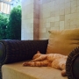 kot brytyjski kremowy- Westmister - w nowym domu 2015