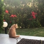 kot brytyjski kremowy- Westmister - w nowym domu