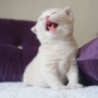 kot brytyjski kremowy- Westmister - mam 2,5 tygodnia